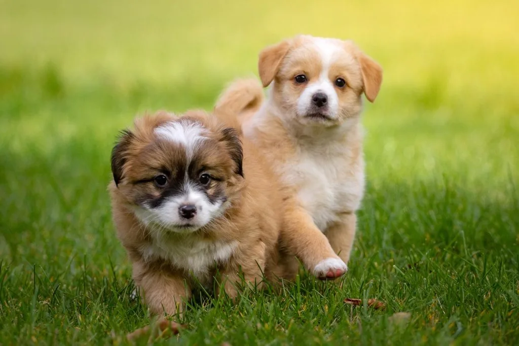 miniature dog breeds for college students