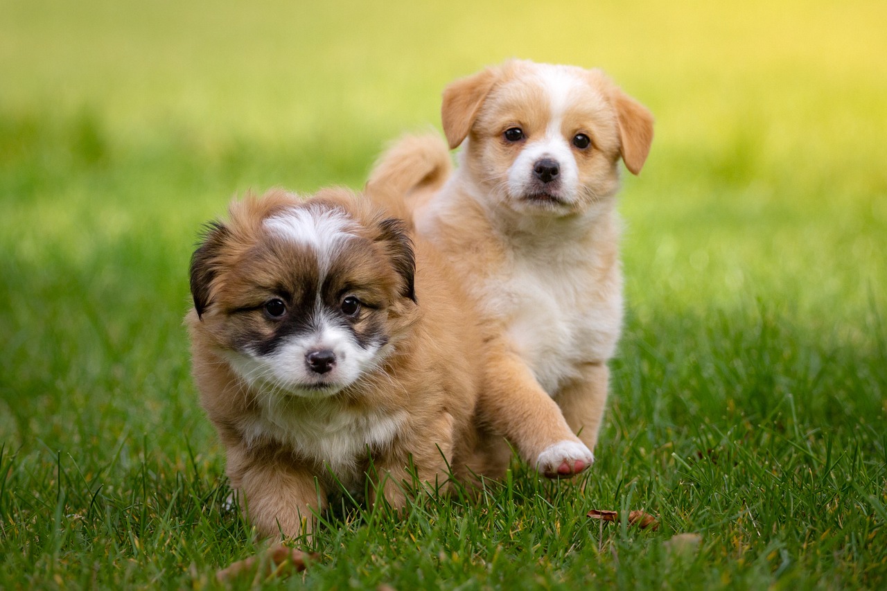 miniature dog breeds for college students
