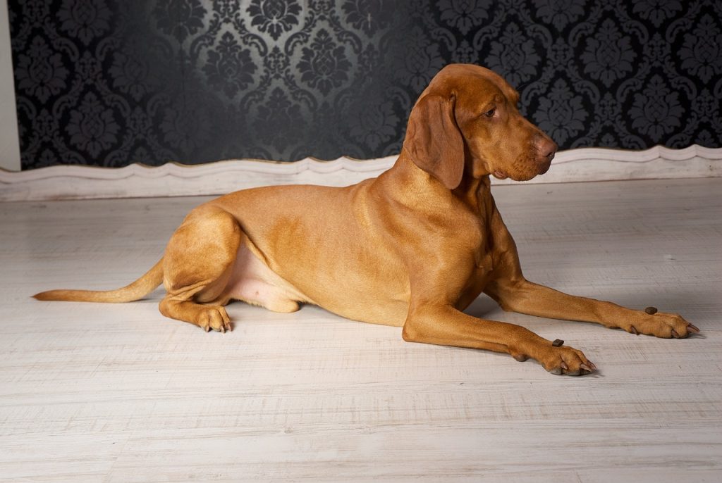 Vizsla Breeders Massachusetts