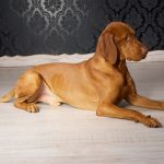Vizsla Breeders Massachusetts