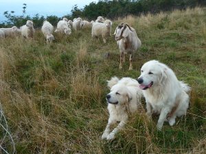 Livestock Guardian Dogs