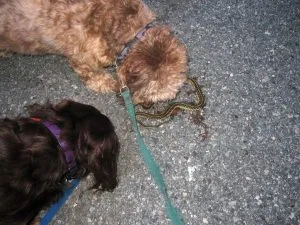 dog bite snake