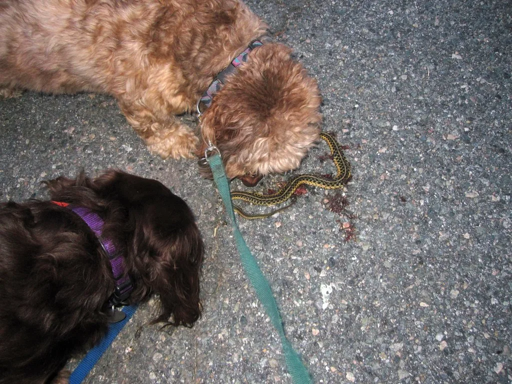 dog bite snake
