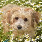havanese breeders florida