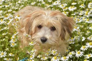 havanese breeders florida