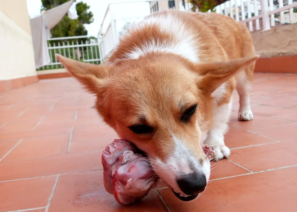 barf diet for dogs
