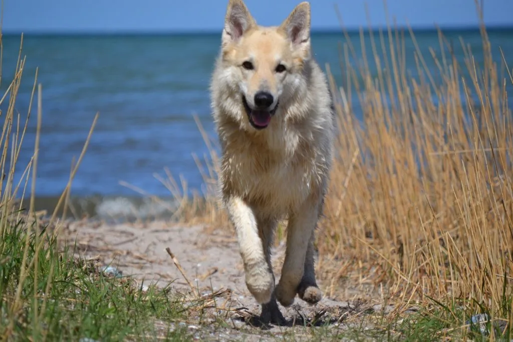 wolfdog breeders