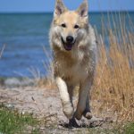 wolfdog breeders