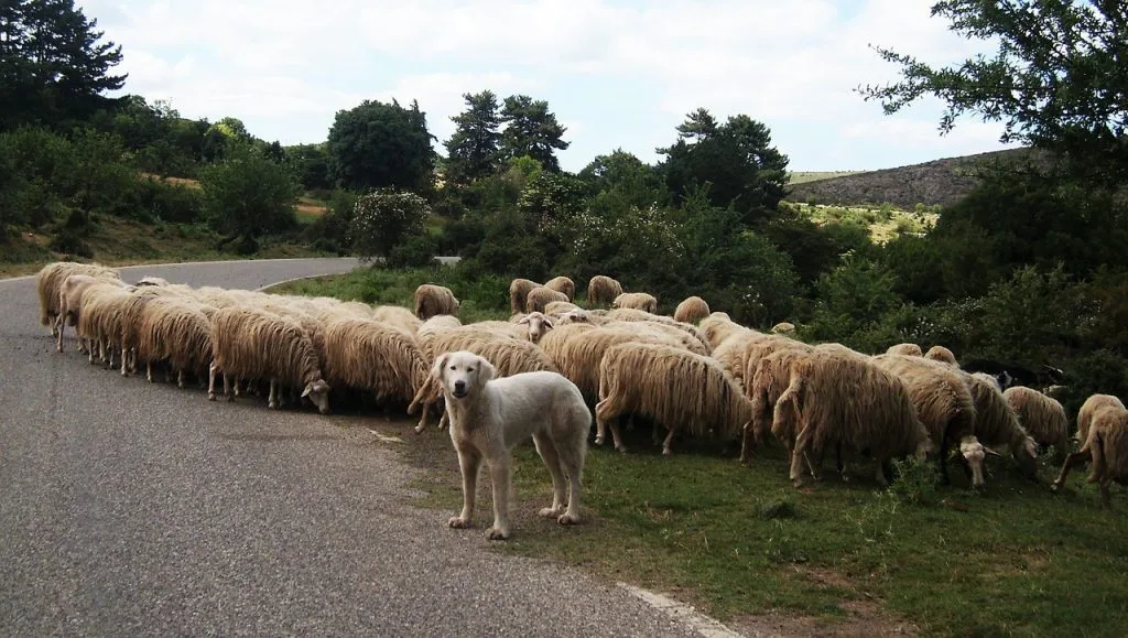 livestock guardian dogs for sale