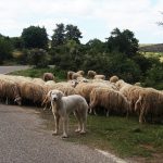 livestock guardian dogs for sale
