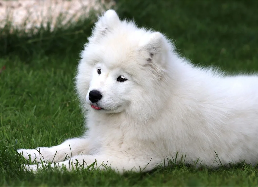 cbd oil for dogs