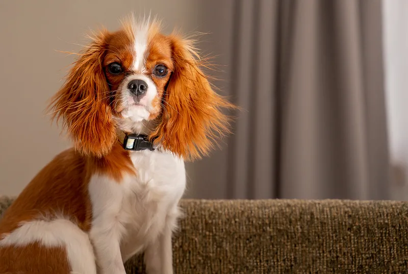 cavalier king charles spaniel