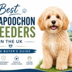 cavapoochon breeders in the UK