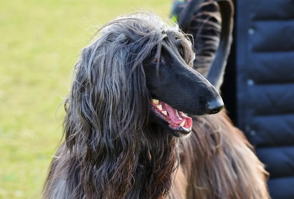 afghan hound breeders akc