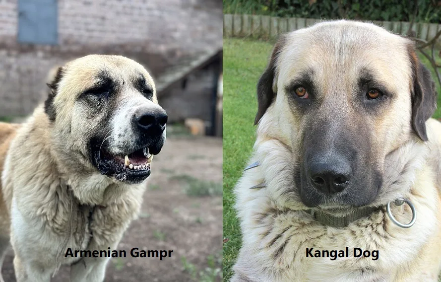 armenian gampr vs kangal dog