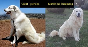 maremma sheepdog vs great pyrenees