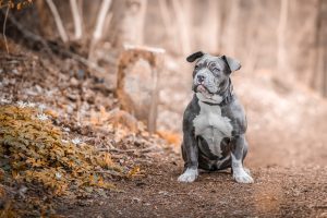 staffordshire bull terrier breeders