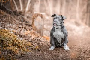 staffordshire bull terrier breeders