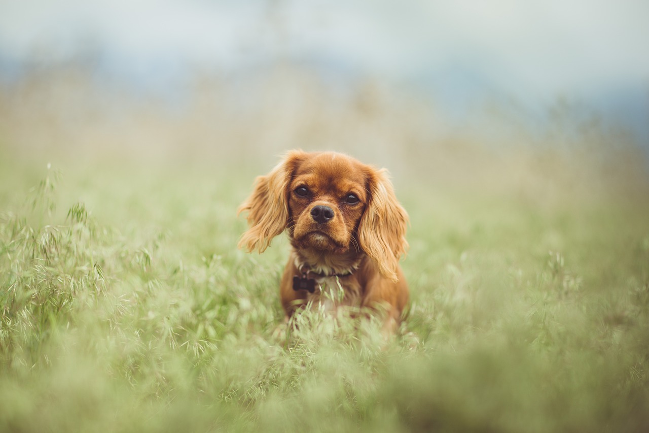Cavalier King Charles Spaniel Breeders Australia