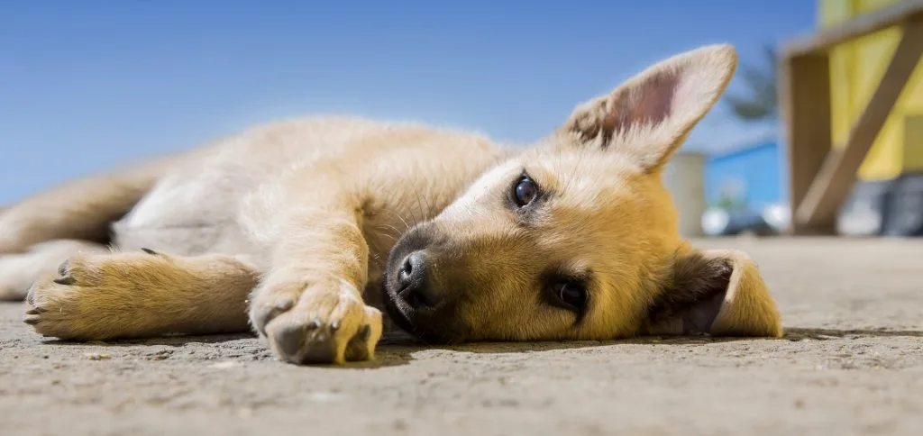 crepitus in dogs