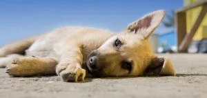 crepitus in dogs