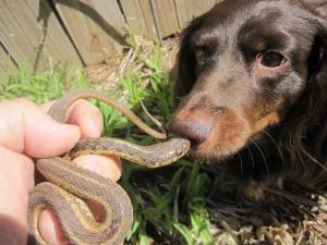 snake avoidance training