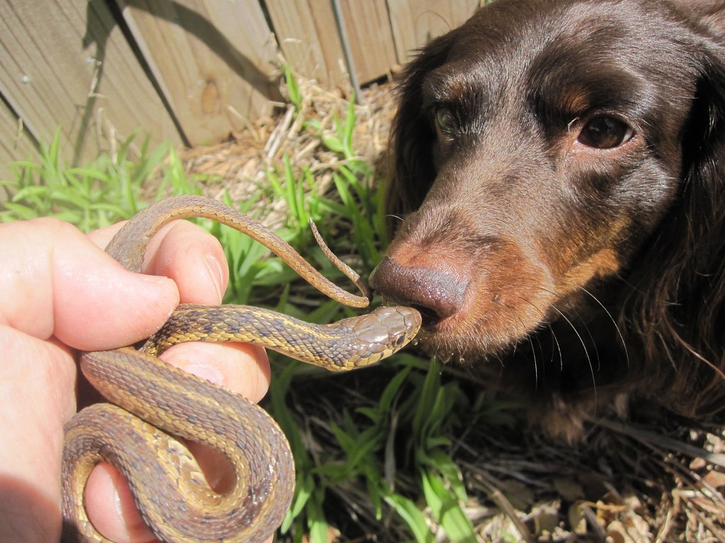 snake avoidance training