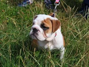 australian bulldog