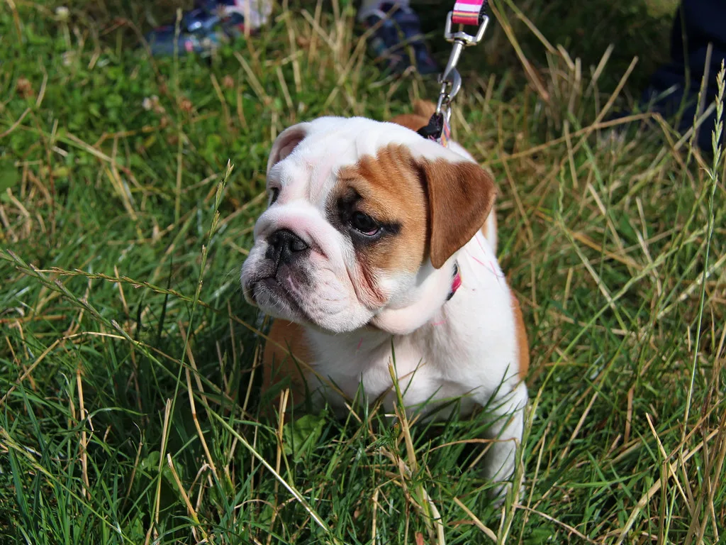 australian bulldog