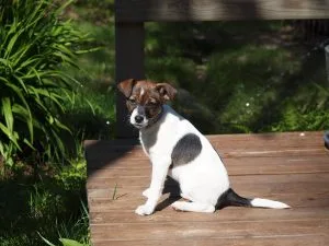 akc new dog breed