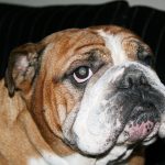 australian bulldog breeders
