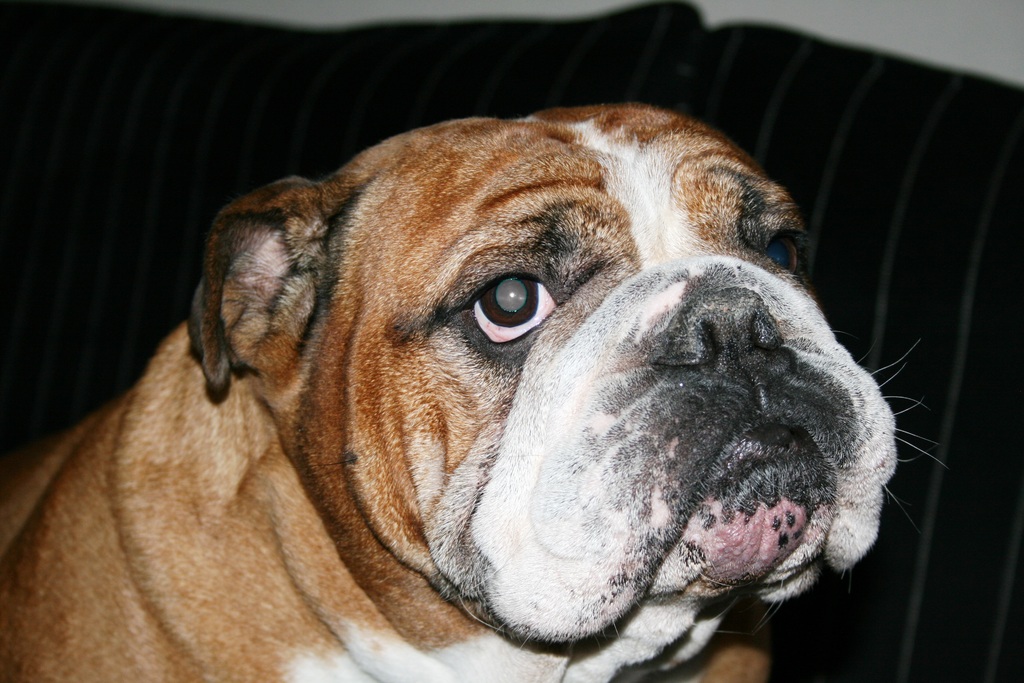 australian bulldog breeders