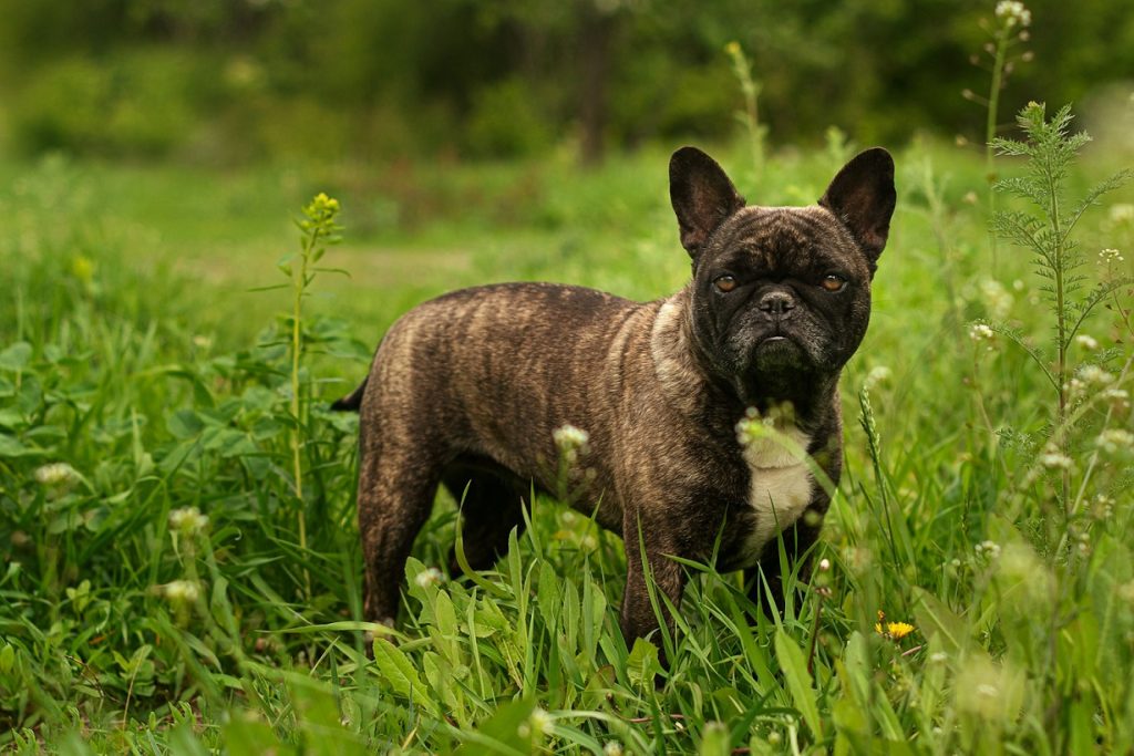 french bulldog breeders in australia