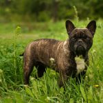 french bulldog breeders in australia