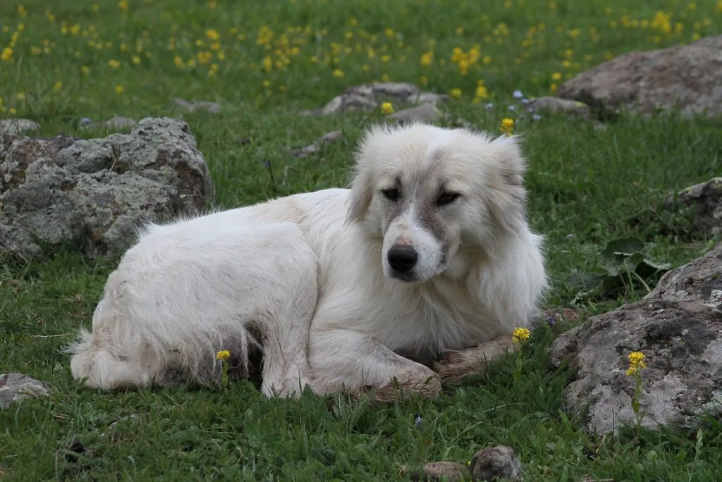 armenian gampr