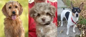 akc new dog breeds