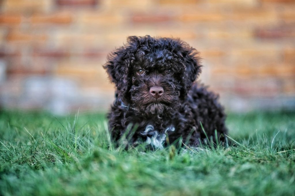 lagotto romagnolo breeders in australia