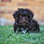 lagotto romagnolo breeders in australia