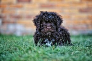 lagotto romagnolo breeders in australia
