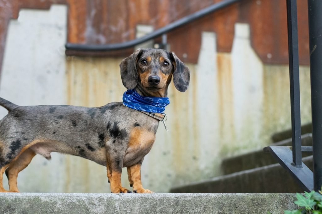dachshund breeders Australia