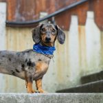 dachshund breeders Australia