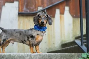 dachshund breeders Australia