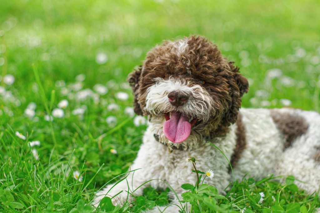 lagotto romagnolo sitting outdoors