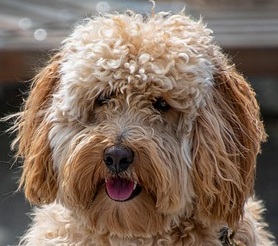 labradoodle facts