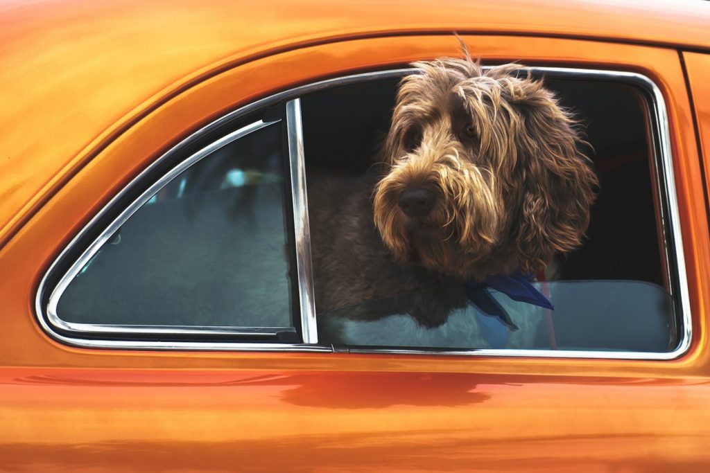 labradoodle size guide