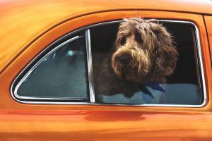 labradoodle size guide
