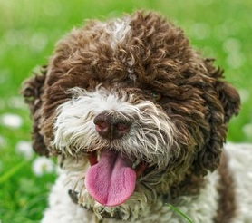 lagotto romagnolo facts