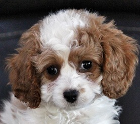 cavoodle facts