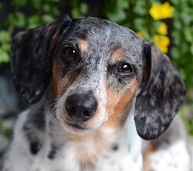 dachshund facts