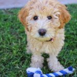 labradoodle breeders in australia